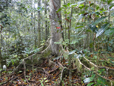 La selva en Tajung Harapan