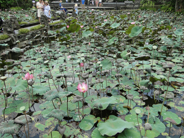 Templo del loto en Ubud