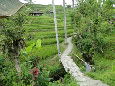 Terrazas de arroz de Jatiluwih