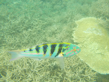 Majerite's coral reef
