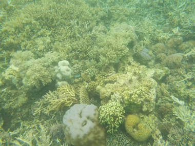 Arrecife de coral en Majerite