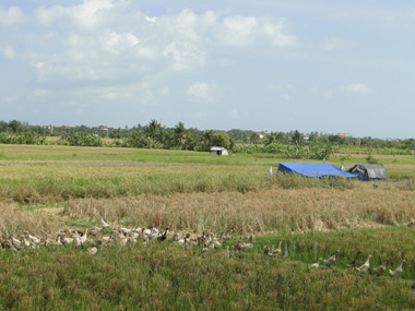 Campo de arroz en Bali