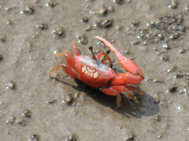 Red fiddler crab