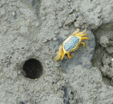 Yellow crab in Sundarbans