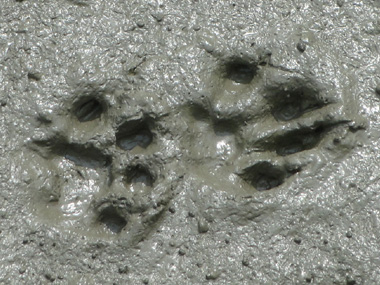 Tiger footprints in the mud
