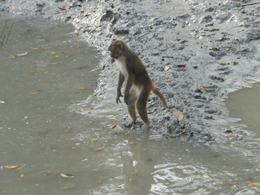 Monkey in Sajnekhali
