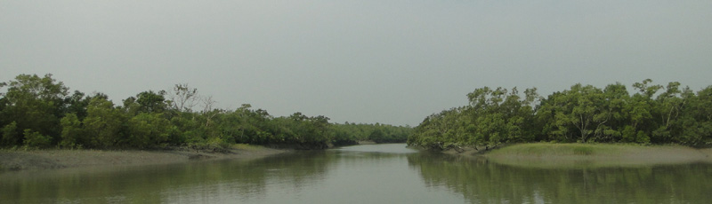Sailing through Sundarbans