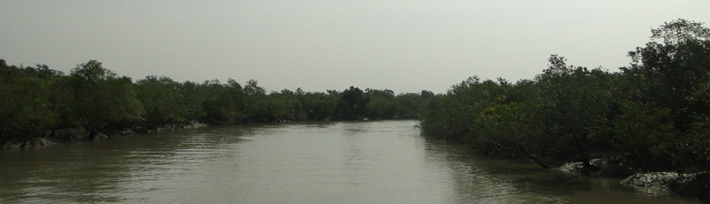 Sailing through Sundarbans