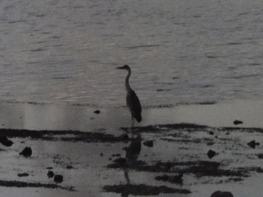 Heron coming for dinner