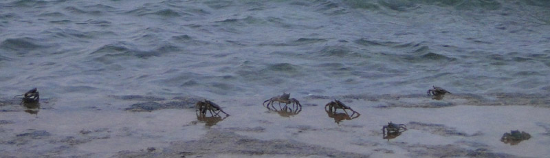Crabs in Kuredu
