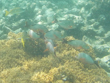 Snorkeling in Kuredu