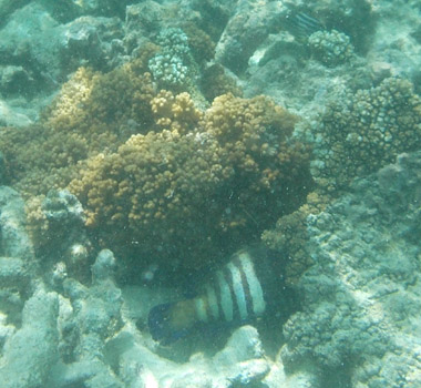 Snorkeling in Kuredu
