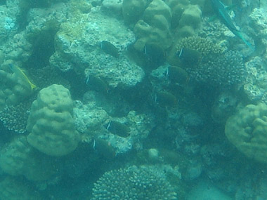 Komandoo's local reef