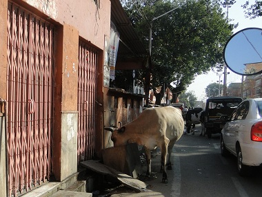 Cow in Jaipur street