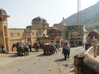 Place to take elephant to Amber Fort