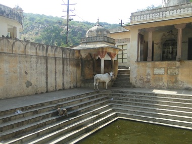 Animales en el agua, junto al templo de Hanuman