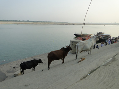 Vacas en los ghats