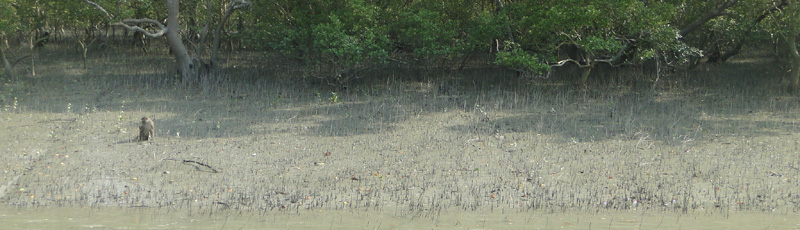 Macaco Rehsus en Sundarbans