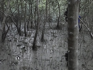 Cangrejos en Sundarbans