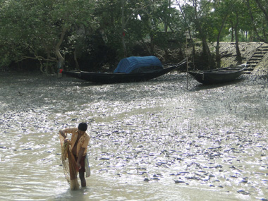 Imagen de la vida en Sundarbans