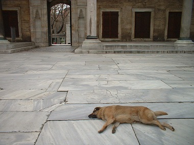 Descansando en la mezquita