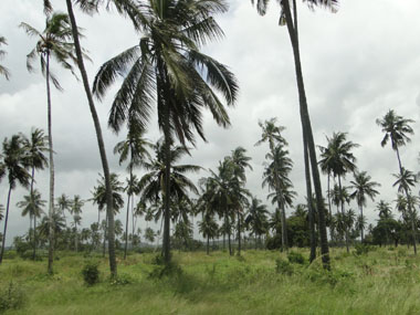 Paisaje dominado por palmeras en la costa