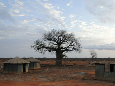 Baobab trees in Tsavo East
