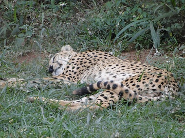 Cheetah in Animal orphanage