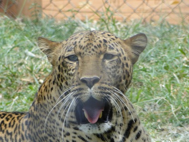 Leopardo en el Orfanato de animales