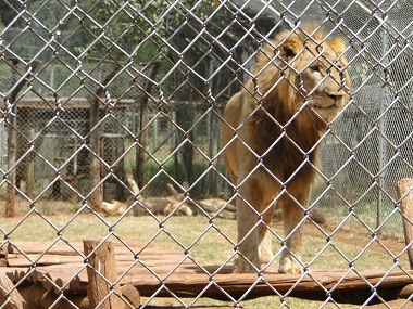 León en el Orfanato de animales