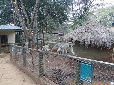 Monos en el Orfanato de animales