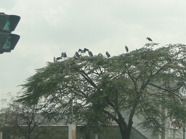 Marabús por el centro de Nairobi