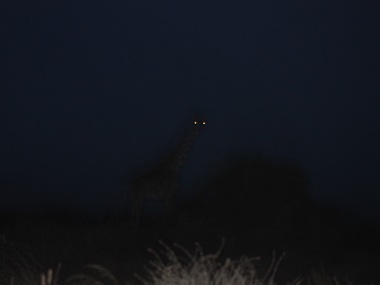 Giraffe in Amboseli by night