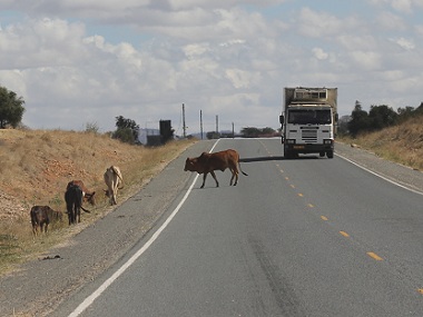 Vacas en la autovía a Namanga