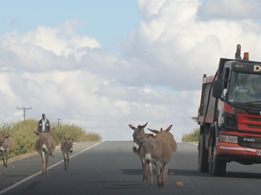 Donkeys in Namanga motorway