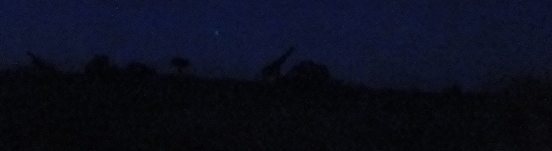 Giraffe shape in Amboseli at night