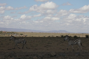 Zebras in our way
