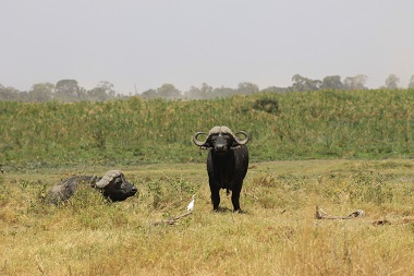 Búfalos en Amboseli