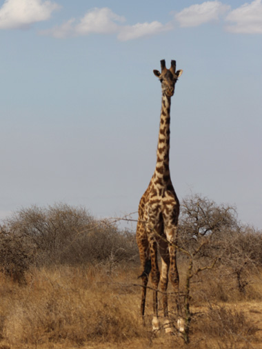 Giraffe after exiting Amboseli