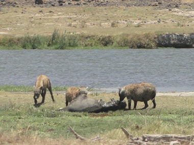 Hyenas feeding in Amboseli