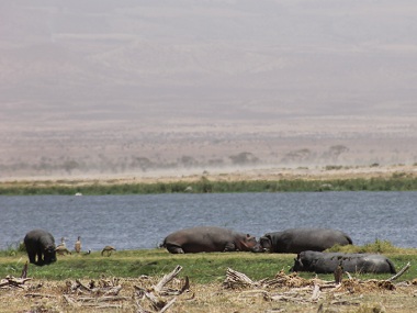 Hippos in Amboseli