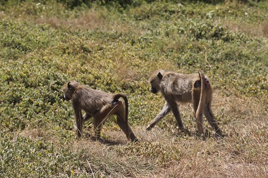 Monkeys in Amboseli