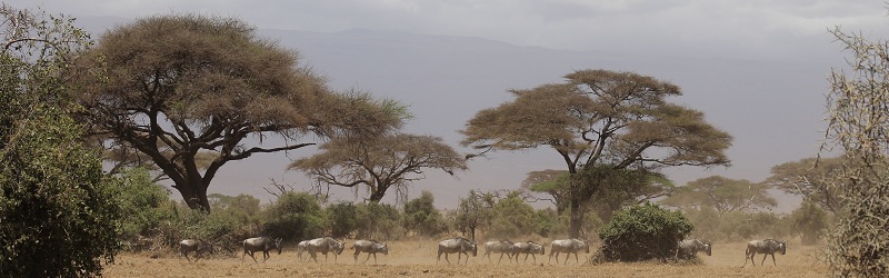 Wildebeest in Amboseli