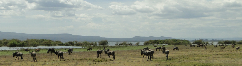 Herds of herbivores in Crescent Island