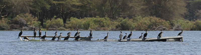 Cormorants in Lake Naivasha