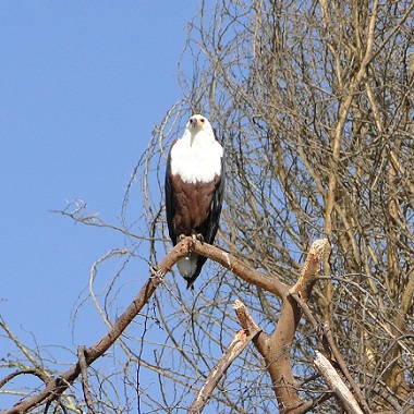 African fishing eagle