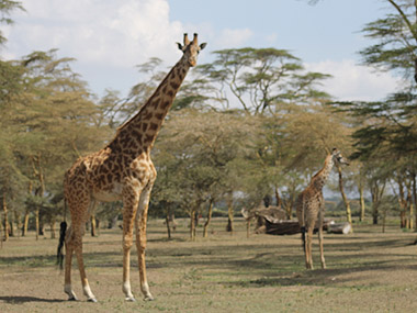 Giraffes in Crescent Island