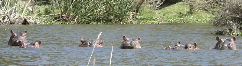 Hipopótamos en el lago Naivasha