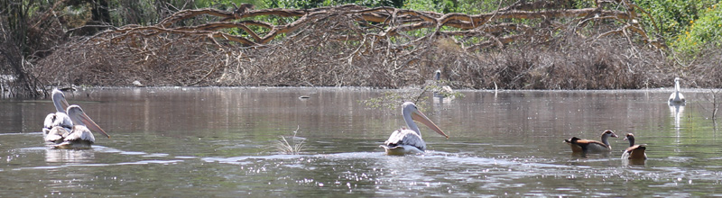 Pelicans in Lake Naivasha
