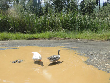 Patos refrescándose en la carretera